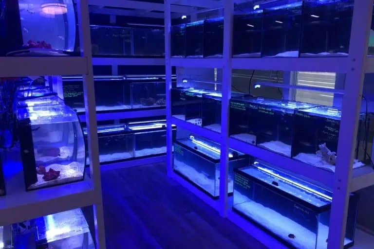 Saltwater fish aquariums at SharkBait in Canton Ohio